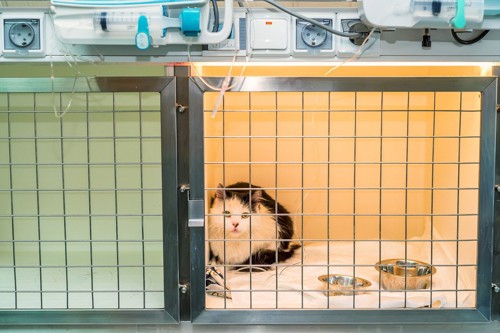 動物病院のケージの中の猫