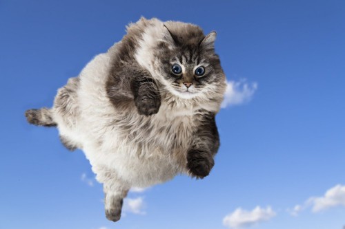 空を飛ぶモフモフ猫