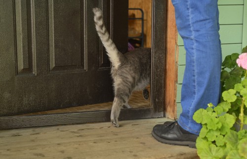 玄関から入る猫を見る人