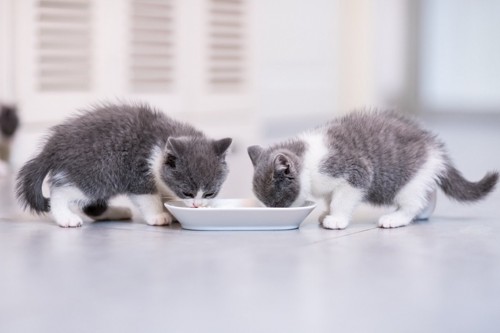 食べる二匹の子猫