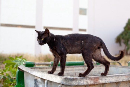 スリムな黒猫