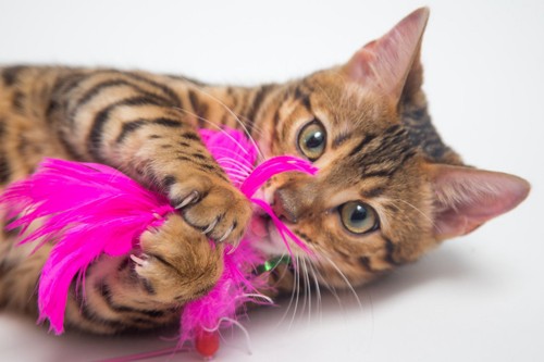 蛍光ピンクの羽で遊ぶ猫