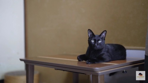 テーブルの上の黒猫