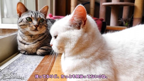 縞模様の猫と白猫