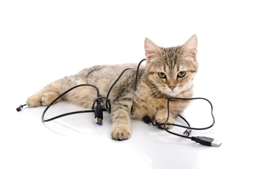USBケーブルに絡まる猫