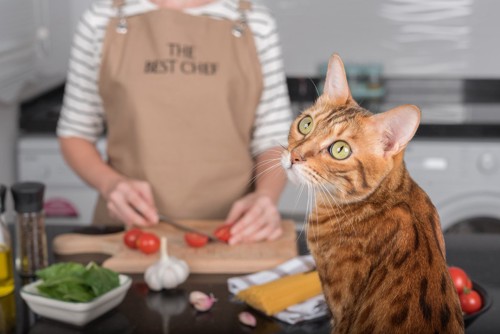 料理を見る猫