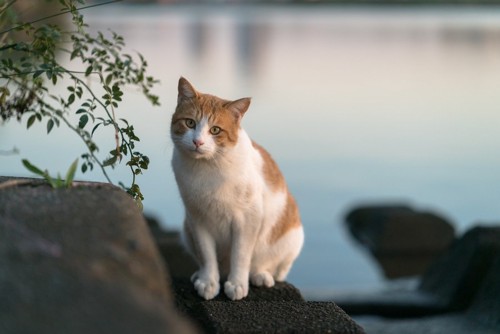 水辺にいる猫