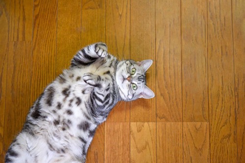 床の上で仰向けになる猫