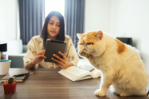 タブレットを見る女性とテーブルに座る猫