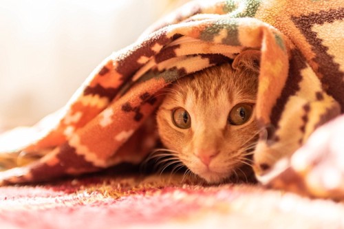 毛布から顔を出す猫