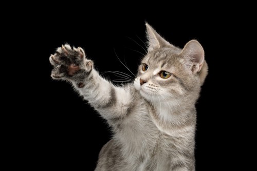 こちらを見ながら片手を上げている猫