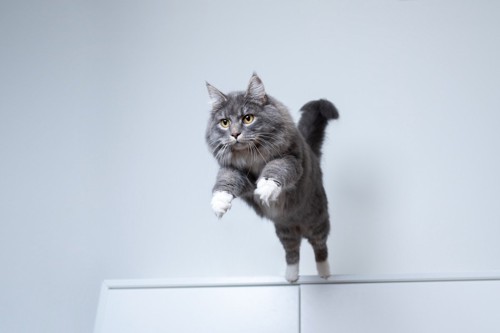 棚の上からジャンプする猫