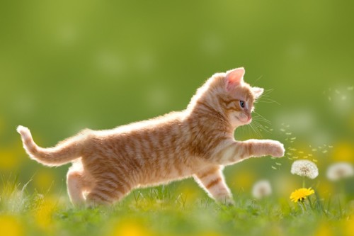 たんぽぽで遊ぶ子猫