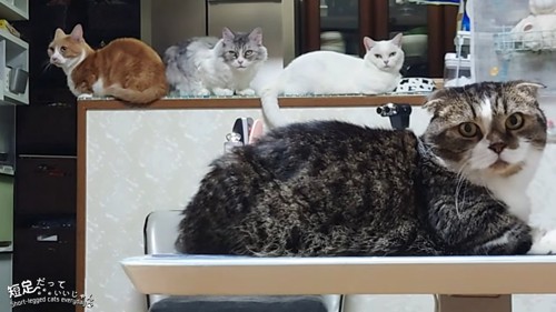 座る4匹の猫