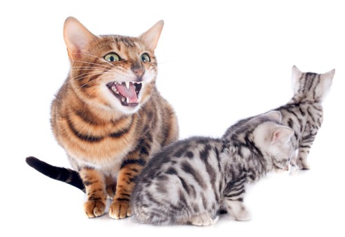 怒る母猫と子猫