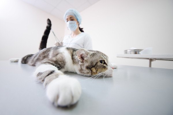 診察台の猫と獣医師