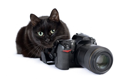 カメラと猫