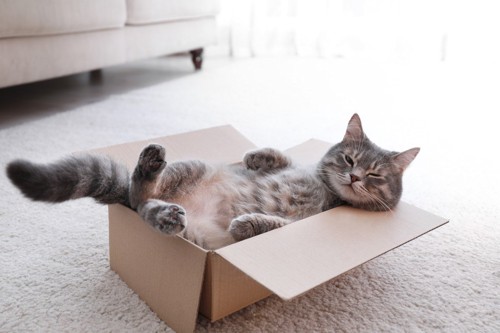 箱の中でくつろぐ猫