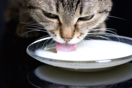 透明なお皿でミルクを飲む猫
