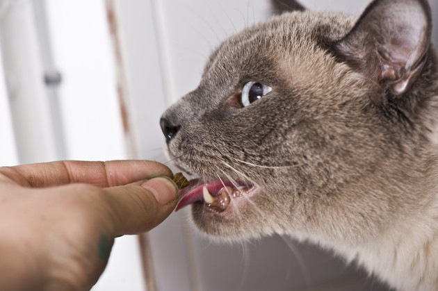 口内炎の薬を飲む猫