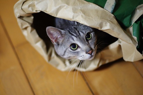 袋に隠れる猫