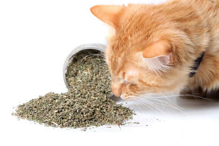 乾燥したキャットニップの匂いを嗅ぐ猫