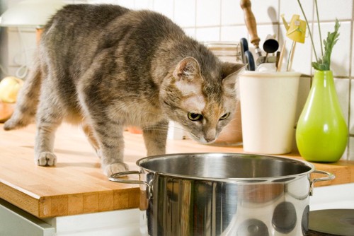 鍋に興味のある猫