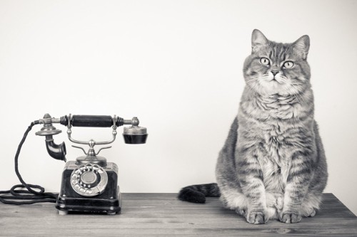 電話の横に座る猫
