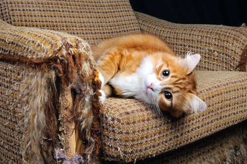 ソファーで爪とぎをする猫