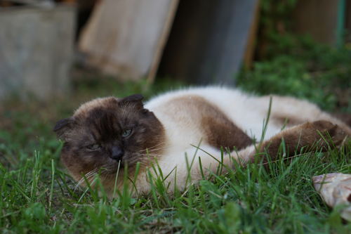 草むらに横たわるシャム猫ミックス