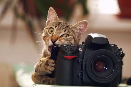 カメラをかじる猫