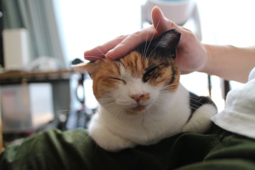頭を撫でられる猫