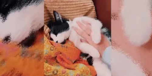オレンジ色の毛布の上で撫でられる猫