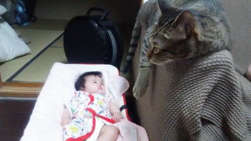 猫と赤ちゃん