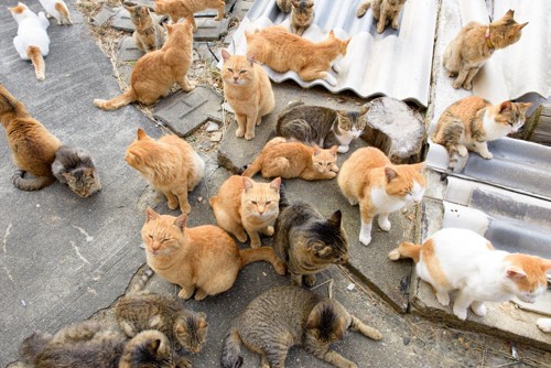 猫の大集会