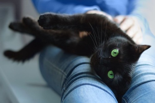 足の上に寝転ぶ黒猫