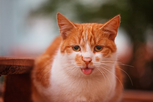 舌を出している困り顔の茶白猫