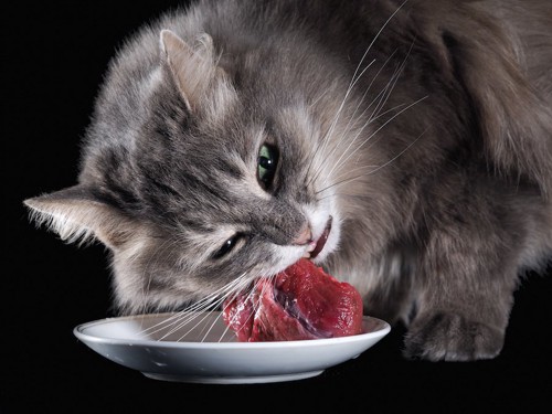 お皿に入った生肉を食べる猫