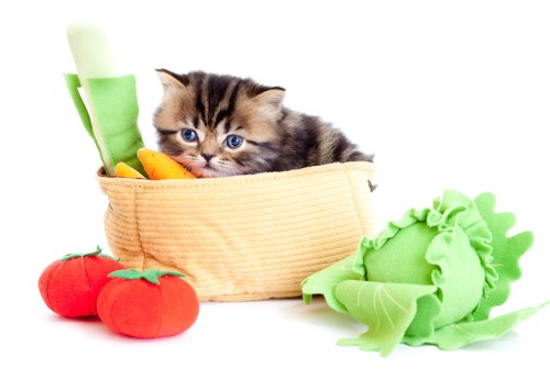 野菜のおもちゃと子猫