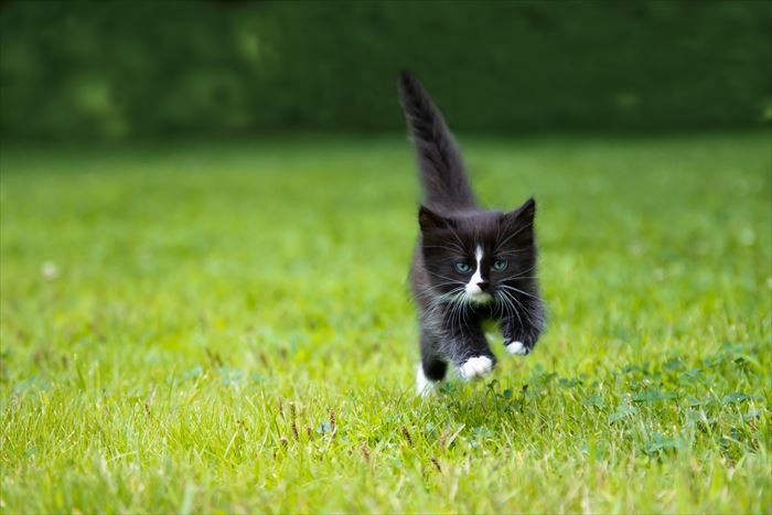 芝生の上を走る猫