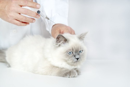ワクチンを打たれる猫