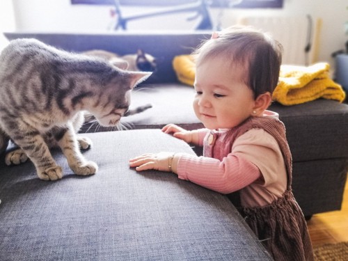 ソファにいる猫と赤ちゃん