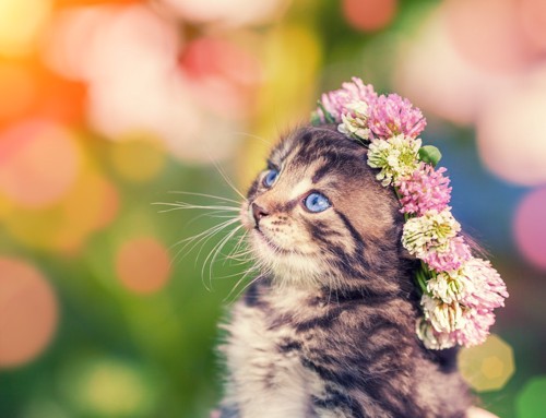 花冠をかぶった子猫