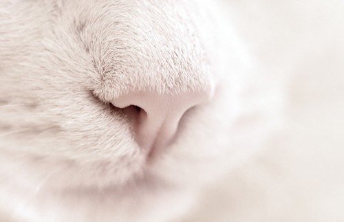 白猫の鼻