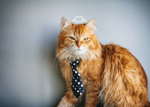 ネクタイをした長毛猫