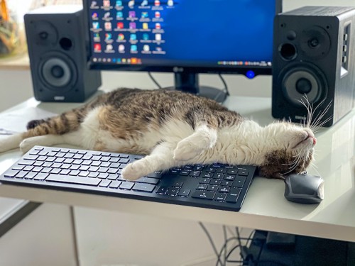 パソコンの前で横になって邪魔をする猫