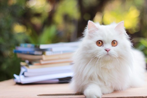 積まれた本と白いペルシャ猫