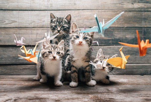 折り鶴と4匹の仔猫