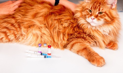 注射器と猫