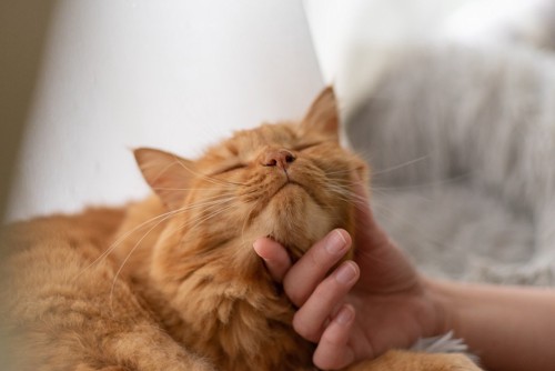 猫の顎の下を撫でる人の手